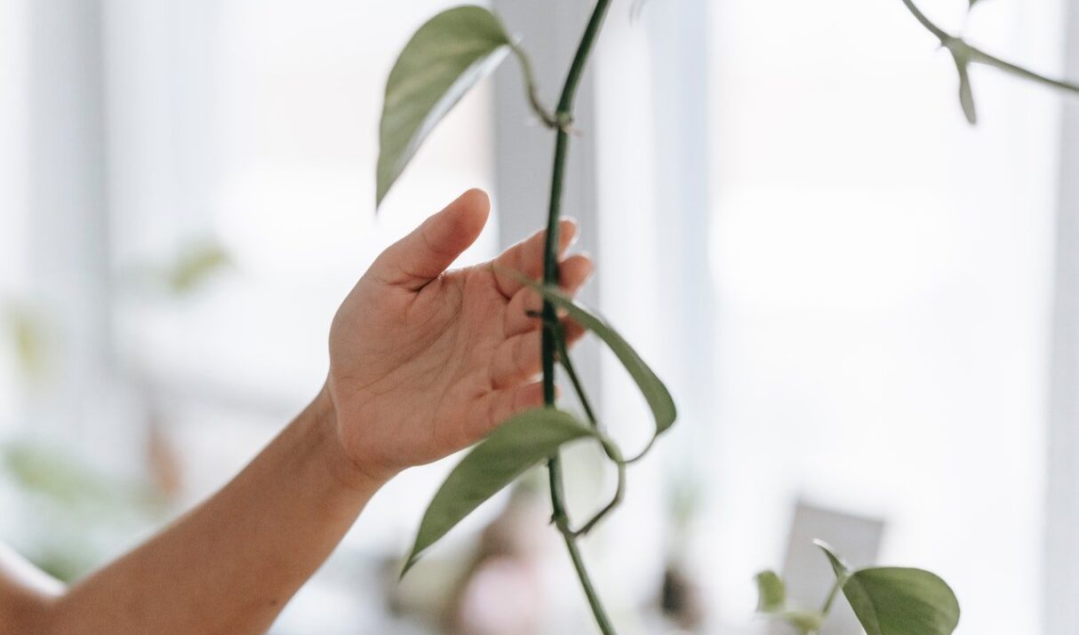 Fusce vel tellus vulputate, dignissim turpis sit amet, aliquet mi